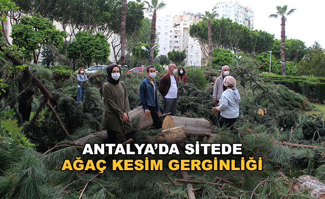 Antalya’da sitede ağaç kesim gerginliği