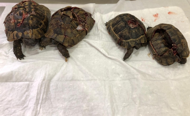 Alanya'da kaplumbağa katliamına soruşturma