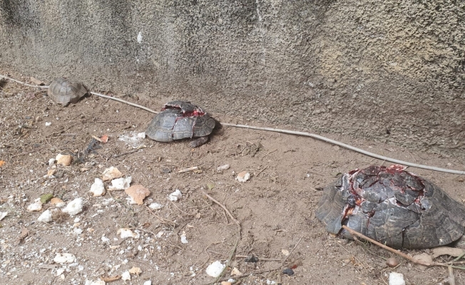 Alanya'daki kaplumbağa katliamın şüphelisi yakalandı