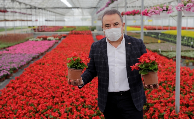 Başkan Böcek çiçek üreticisinin yanında
