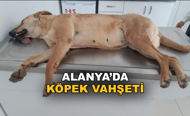Alanya'da köpek vahşeti yaşandı