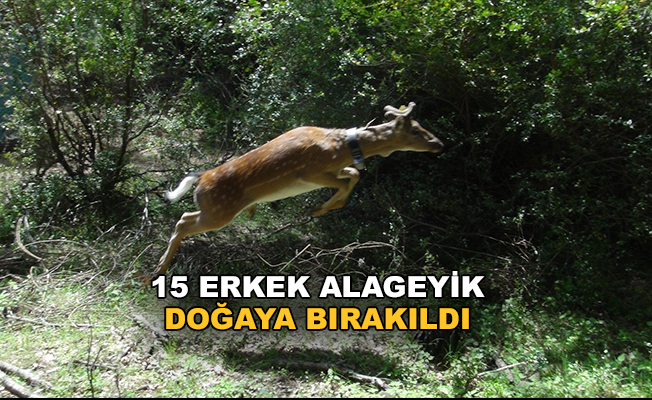Antalya'da 15 erkek alageyik doğaya bırakıldı