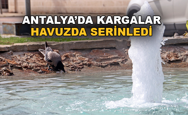 Antalya’da sıcaktan kargalar süs havuzunda serinledi