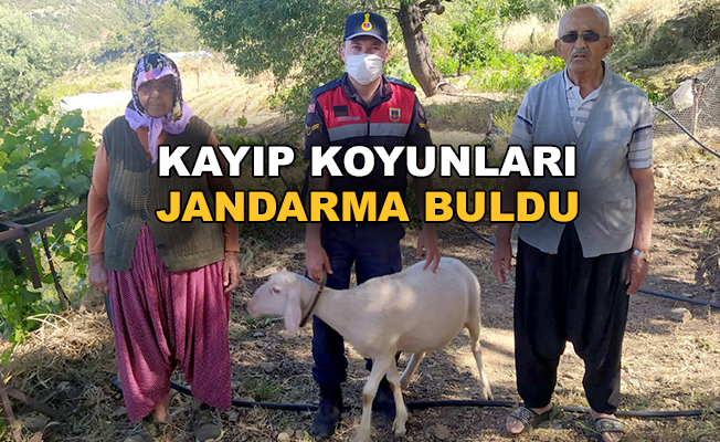 Gazipaşa'da kayıp koyunları jandarma buldu
