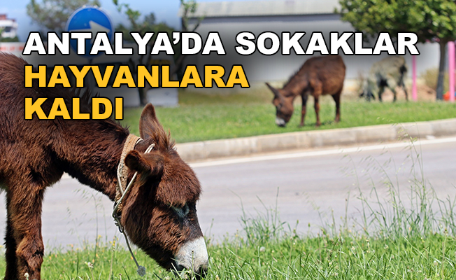 Antalya'da sokaklar hayvanlara kaldı